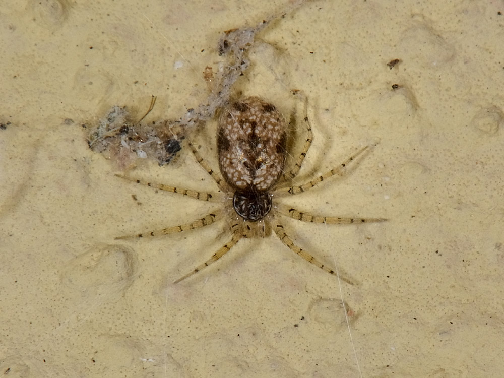 Oecobius maculatus - Borrello (CH)